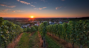 Abendstimmung in den Reben
