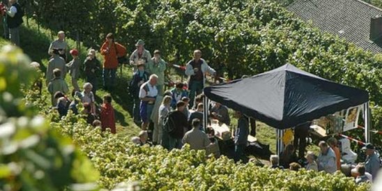 Weinwanderung durch die Reben